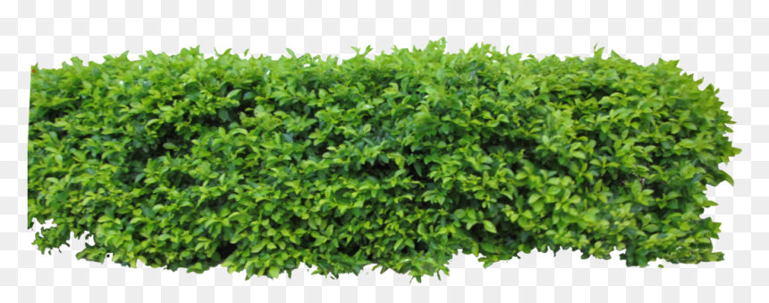 By Owhl Stock On Clip - Hedge Png, Transparent Png - top view png
