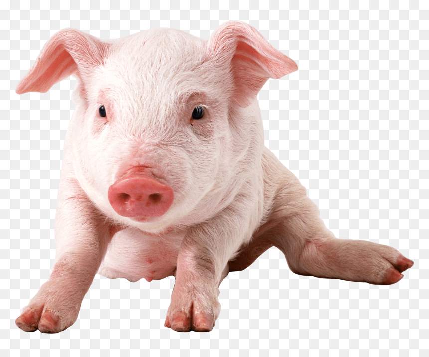 Thumb Image - Pig Png, Transparent Png - pig face png