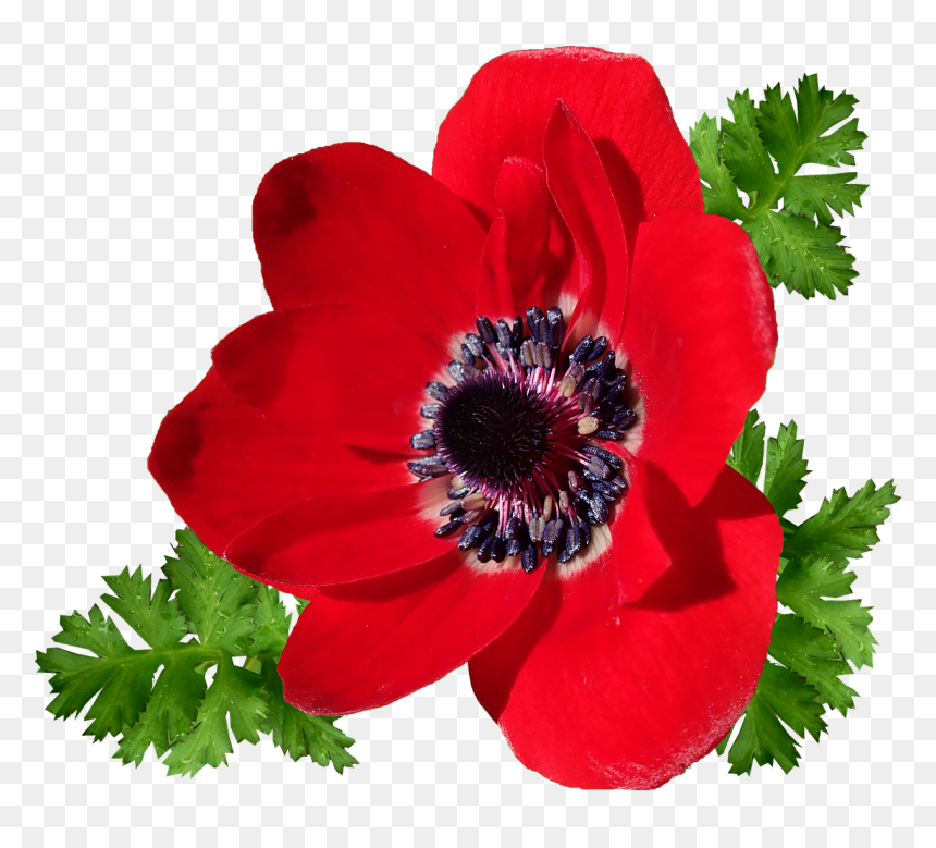 Imágenes De Una Sola Flor, HD Png Download - single flower png