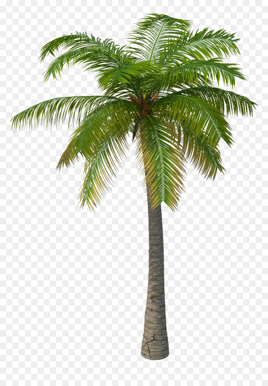 Palm Tree - 3d Palm Tree Png, Transparent Png - palm tree png transparent