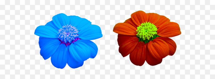 Single Flower Stock Pictures Royalty Free Photos - Common Zinnia, HD Png Download - single flower png