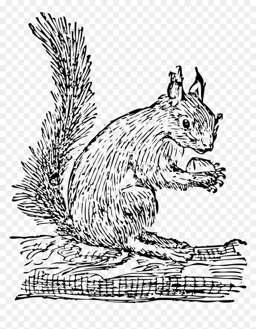 Squirrel Clipart Png, Transparent Png - squirrel clipart png