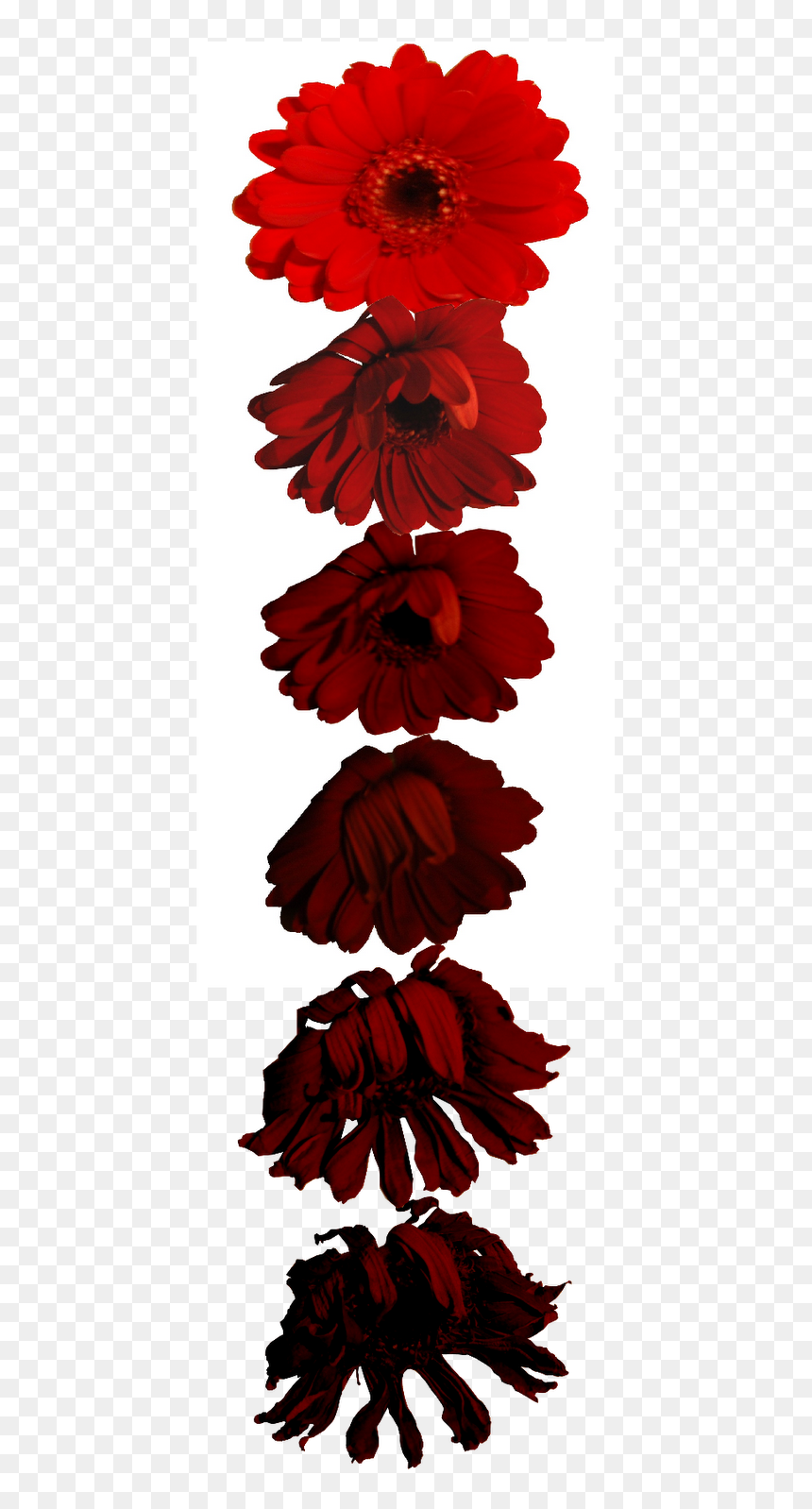Single Flower Of Water, Photographing It Daily While - Barberton Daisy, HD Png Download - single flower png
