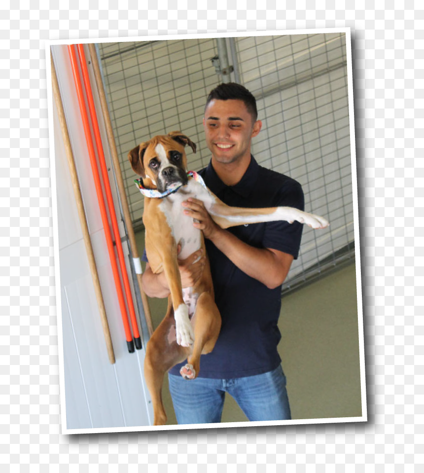 Funny Faces Dog Kennel Staff In Fresno - Boxer, HD Png Download - funny dog png