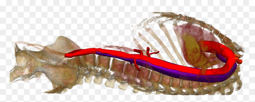 Picture - Maguey Worm, HD Png Download - vampire fang png