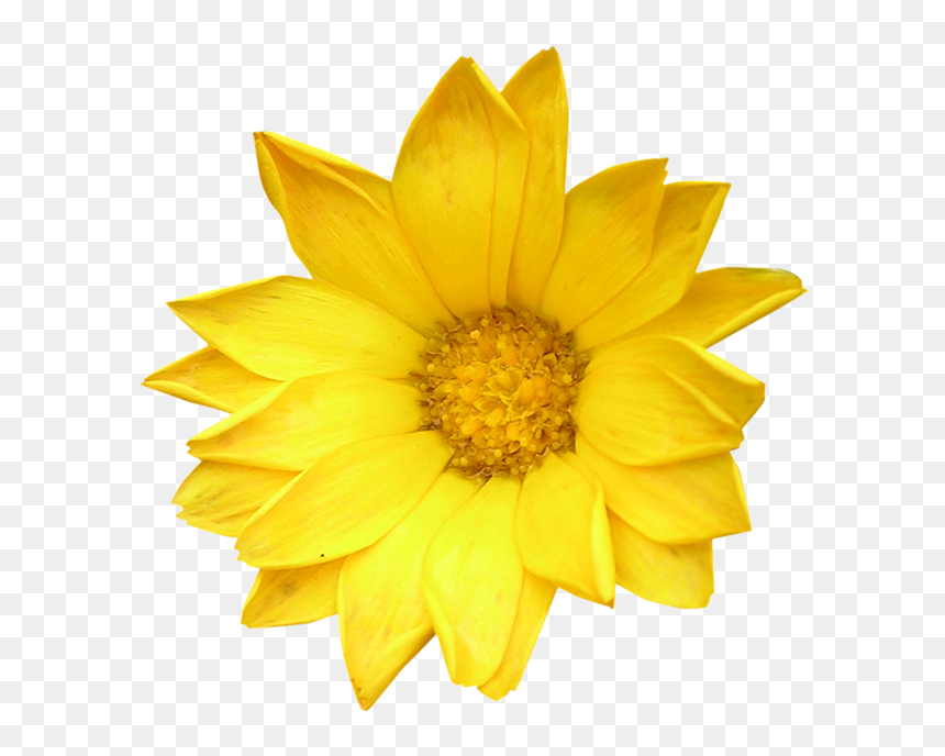 Alter Your Life, HD Png Download - single flower png