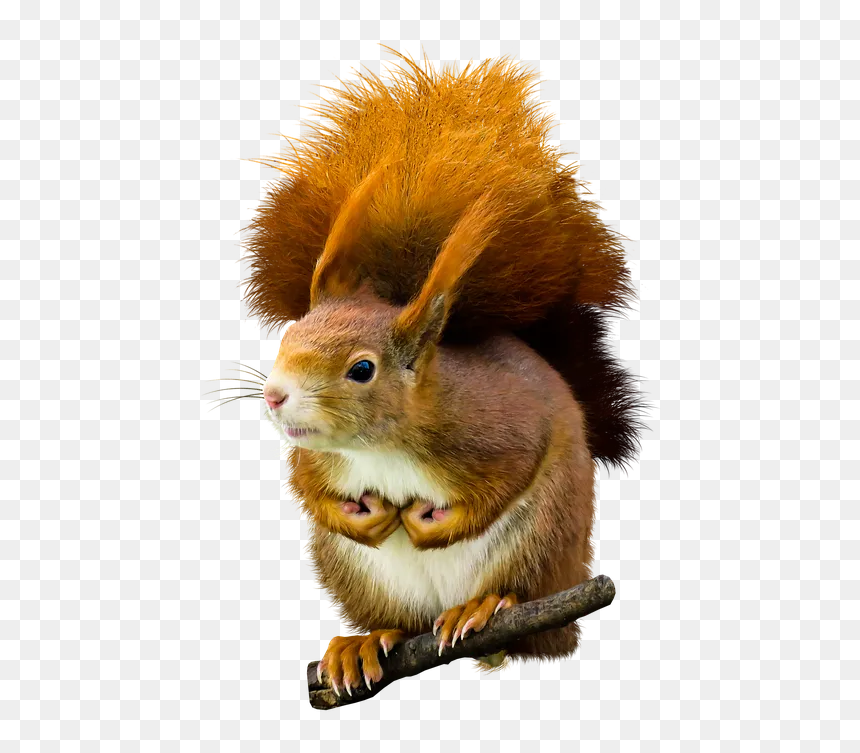 Eekhoorn Png, Transparent Png - squirrel clipart png