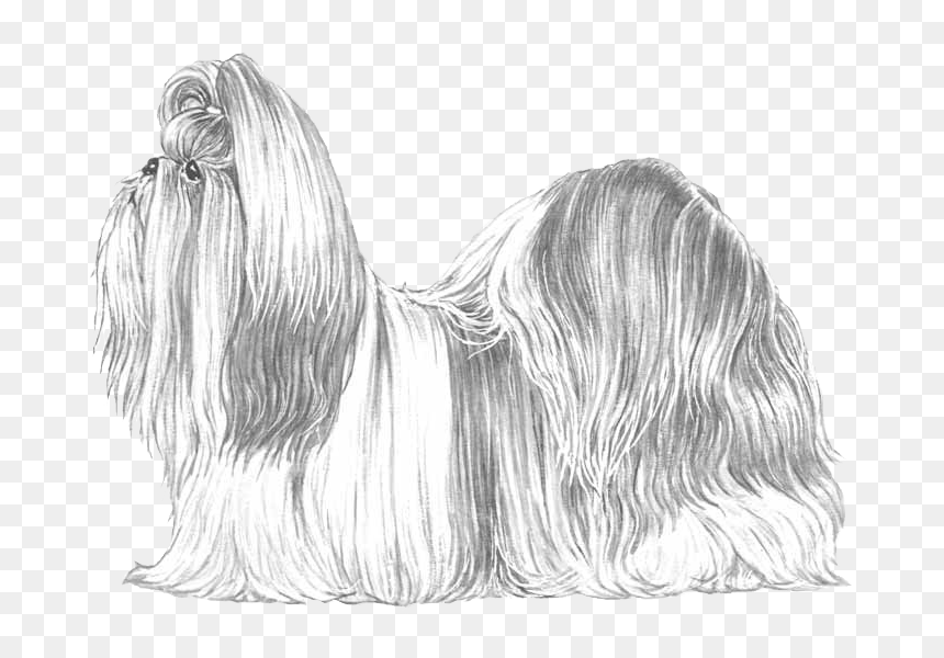 Lhasa Apso , Png Download - Tipos De Shitzu Que Existe, Transparent Png - shih tzu png