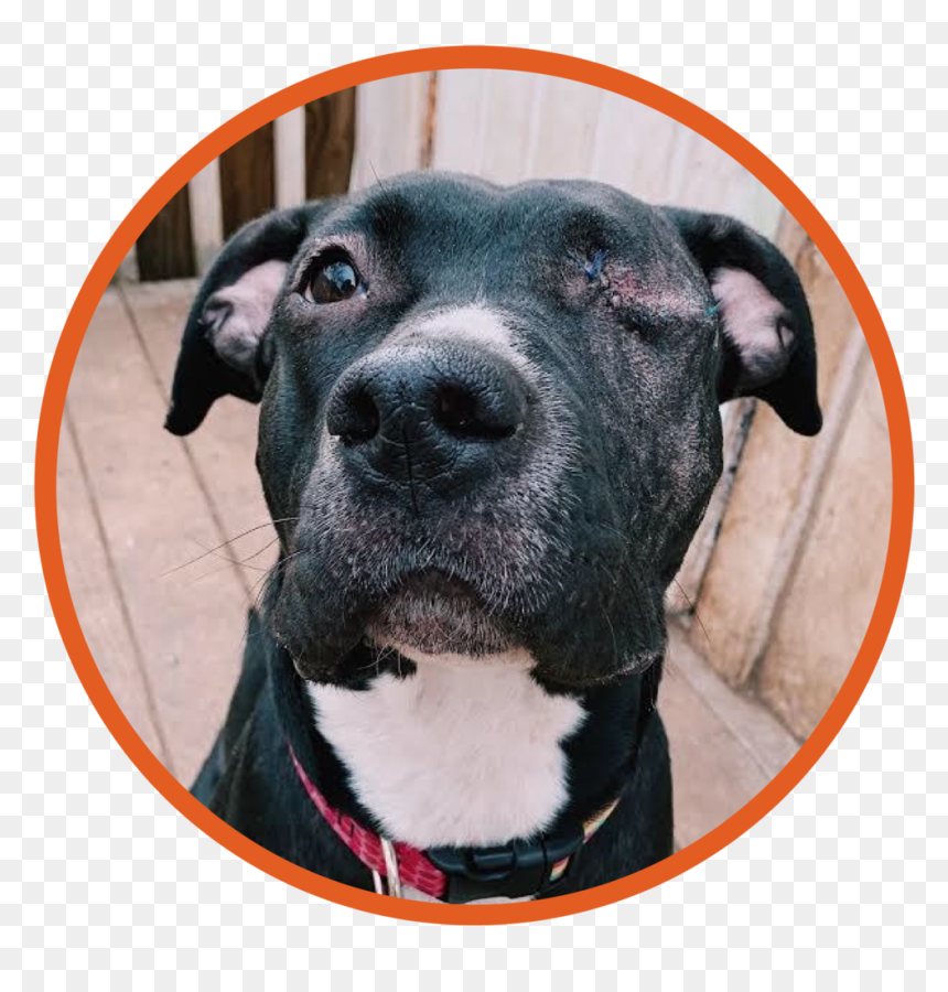 Hi, I’m Divet, A - Staffordshire Bull Terrier, HD Png Download - pitbull dog png