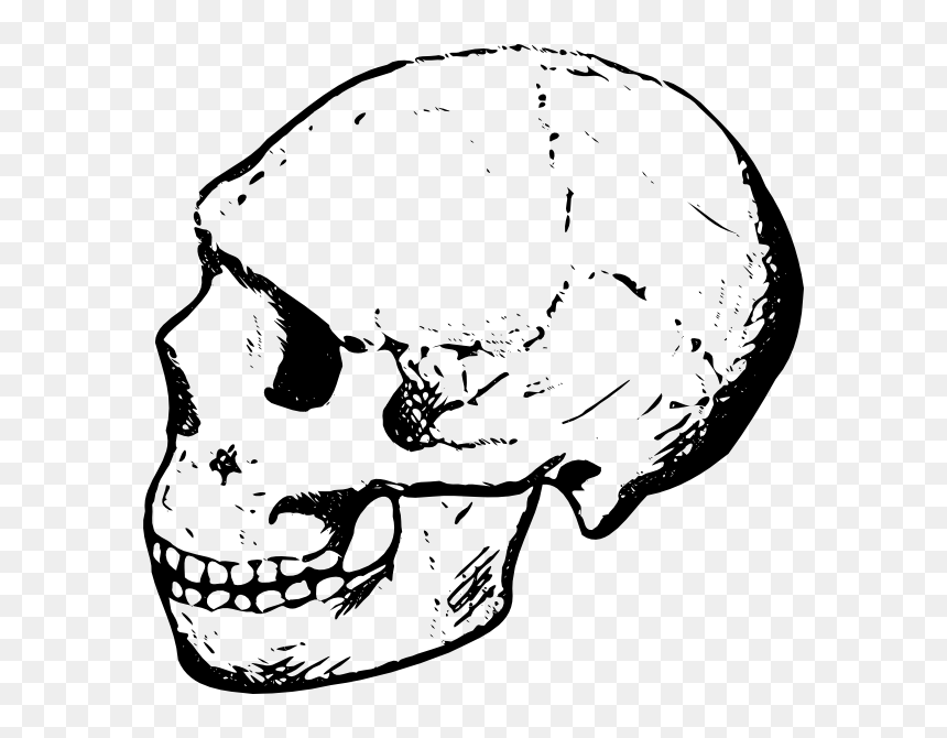 Skull Picture Black And White Clipart, HD Png Download - skull vector png
