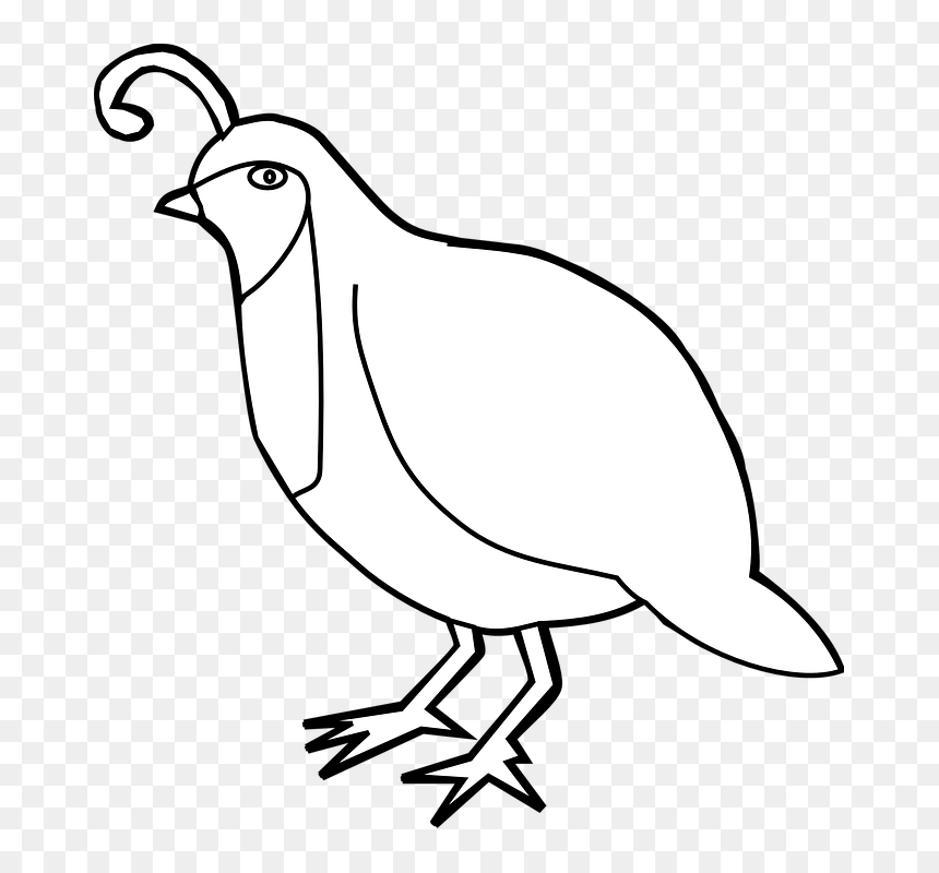 Clipart Bird Vector, HD Png Download - bird vector png