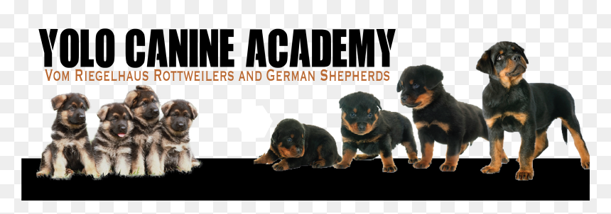 Rottweiler , Png Download - German Shepherd Puppies, Transparent Png - rottweiler png