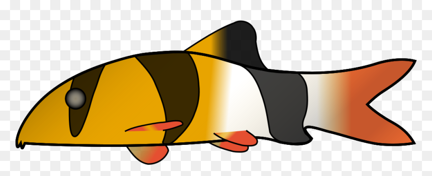 Clown Loach Png Images - Clown Loach, Transparent Png - clown fish png