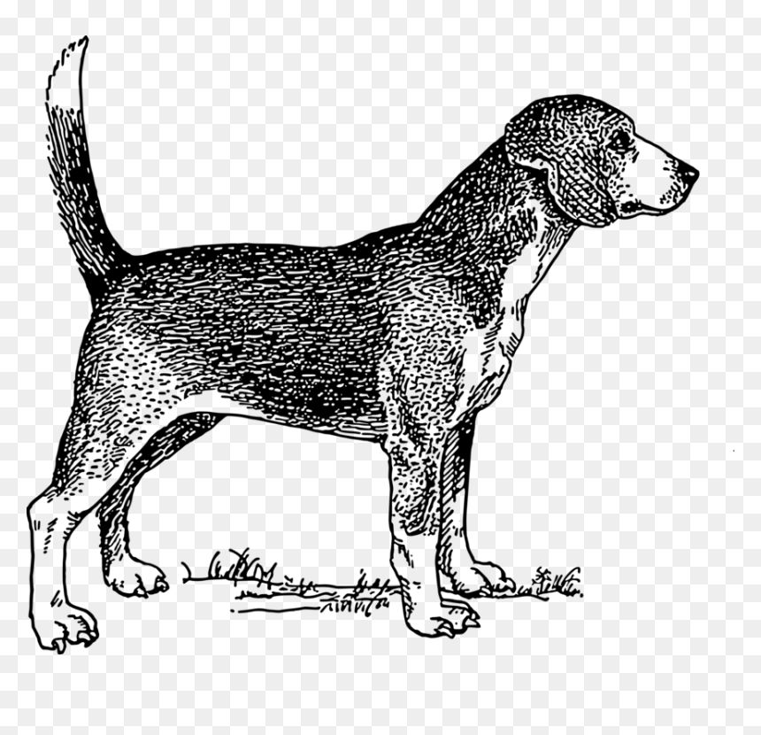 Beagle Dog Vector Illustration - Copyright Free Line Art Of Dogs, HD Png Download - dog vector png