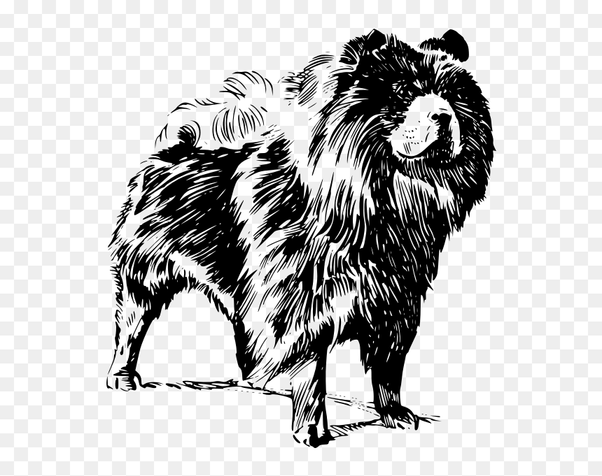Chow Chow Dog Vector Image - Chow Chow Dog Vector, HD Png Download - dog vector png