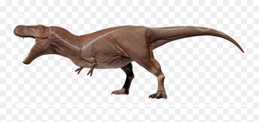 Majungatholus Collecta, HD Png Download - tyrannosaurus rex png