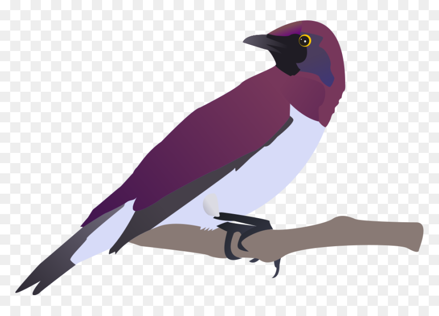 Exotical Bird Svg Clip Arts - Bulbul Clipart, HD Png Download - bird vector png