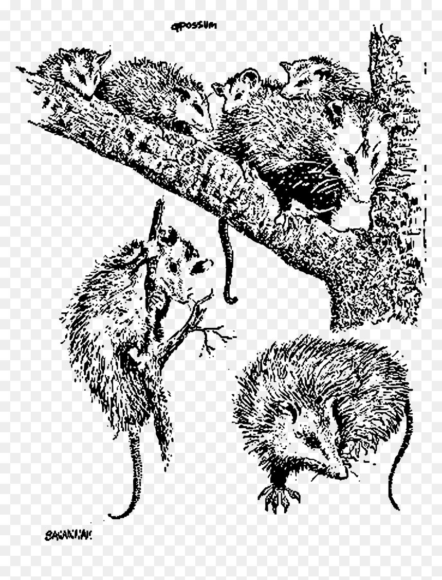 Oppossum Clip Arts - Opossum, HD Png Download - possum png