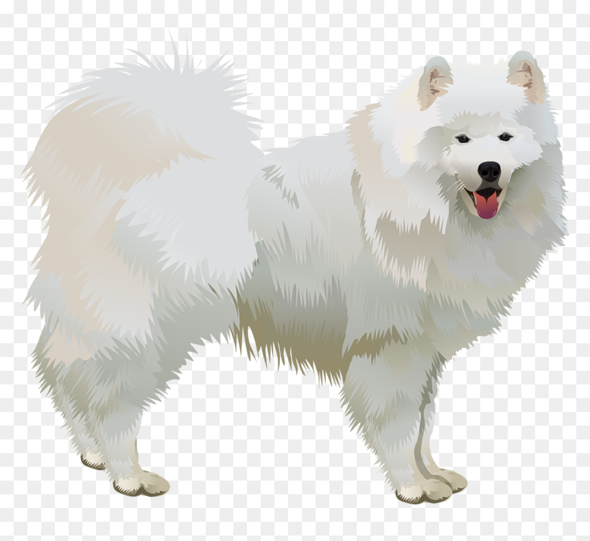 American Eskimo Vector, HD Png Download - dog vector png