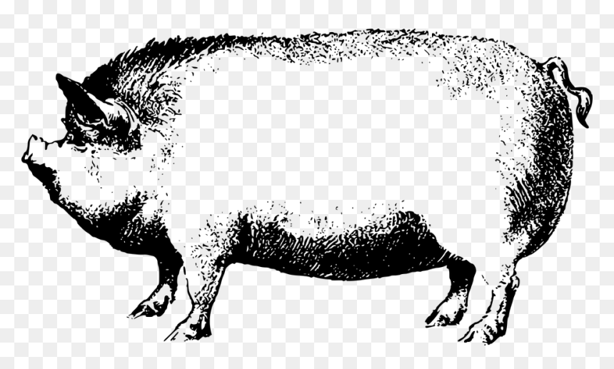 Thumb Image - Boar Black And White Clipart, HD Png Download - pig face png
