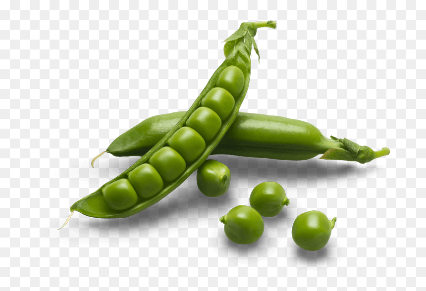 Pea Transparent - Sugar Snap Peas Png, Png Download - pea png