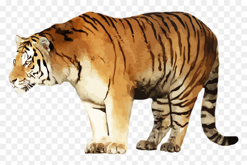 Tiger, HD Png Download - standing png