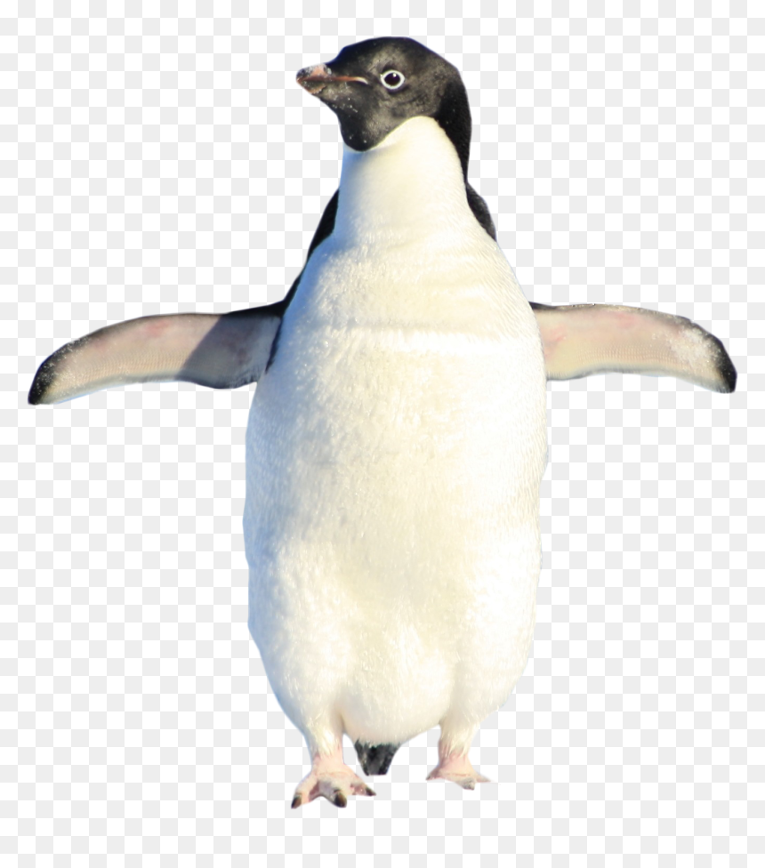 Penguin Standing Png Image Purepng Transparent - Adã©lie Penguin, Png Download - standing png