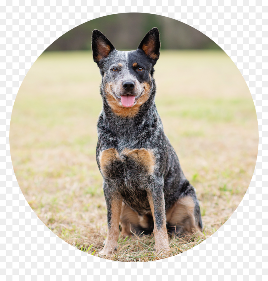 Lauren Jenga - Stumpy Tail Cattle Dog, HD Png Download - jenga png