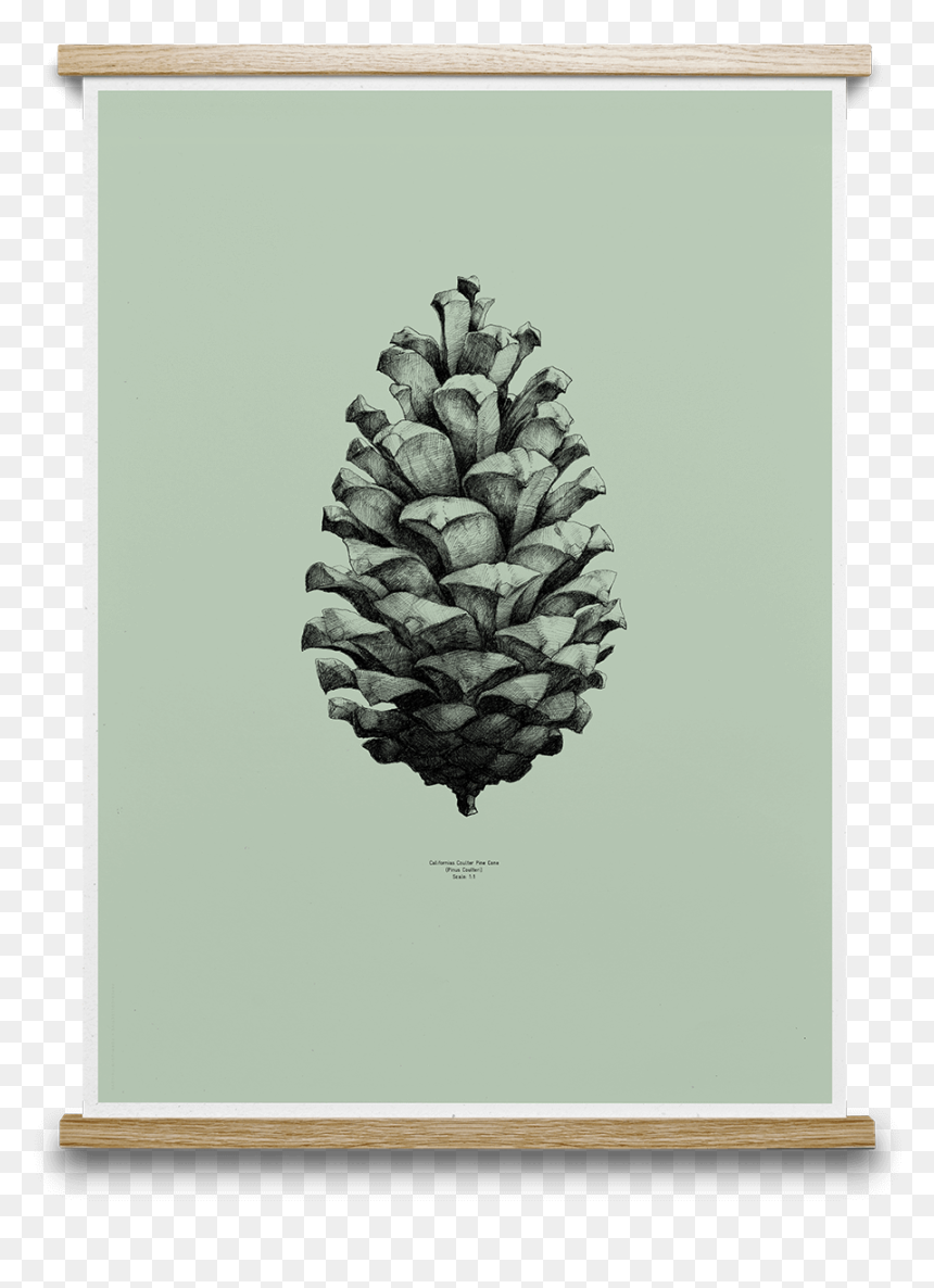 Pine Cone Form Us With Love - 3d Pine Cone Drawing, HD Png Download - pinecone png