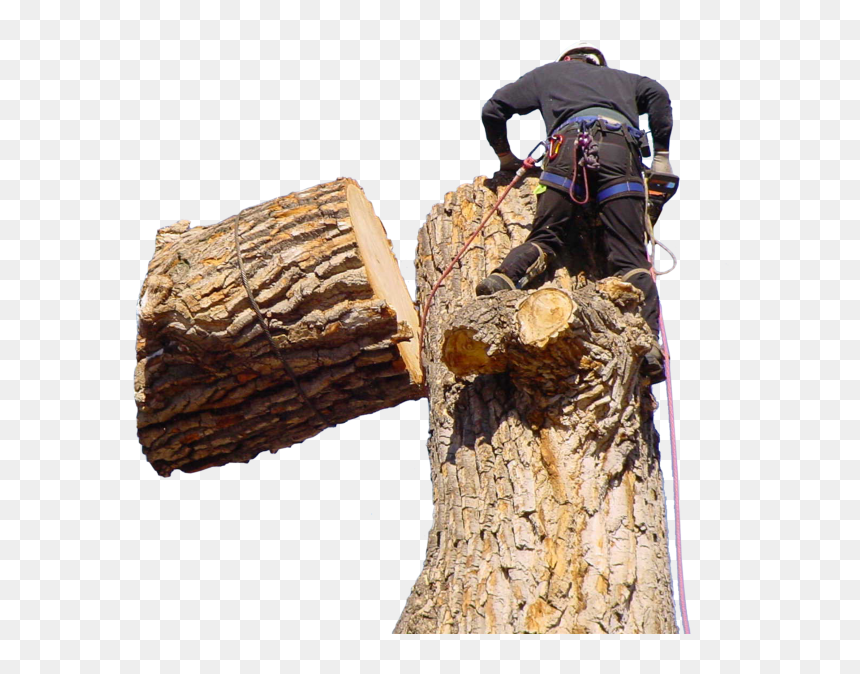 Jeffs Tree Home Page Tree Overlay - Спил Деревьев, HD Png Download - tree stump png