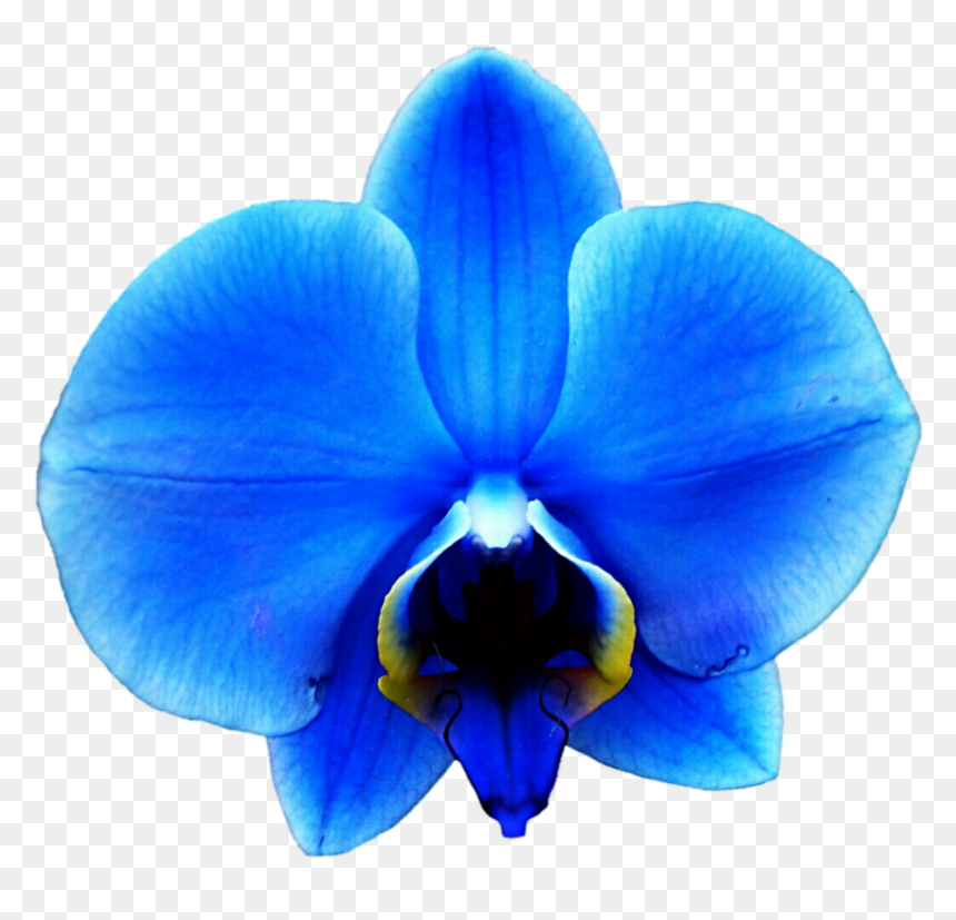 Orchid Transparent Blue - Royal Blue Blue Orchid, HD Png Download - orchids png