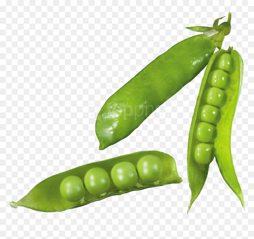 Free Png Pea Png Images Transparent - Pea, Png Download - pea png