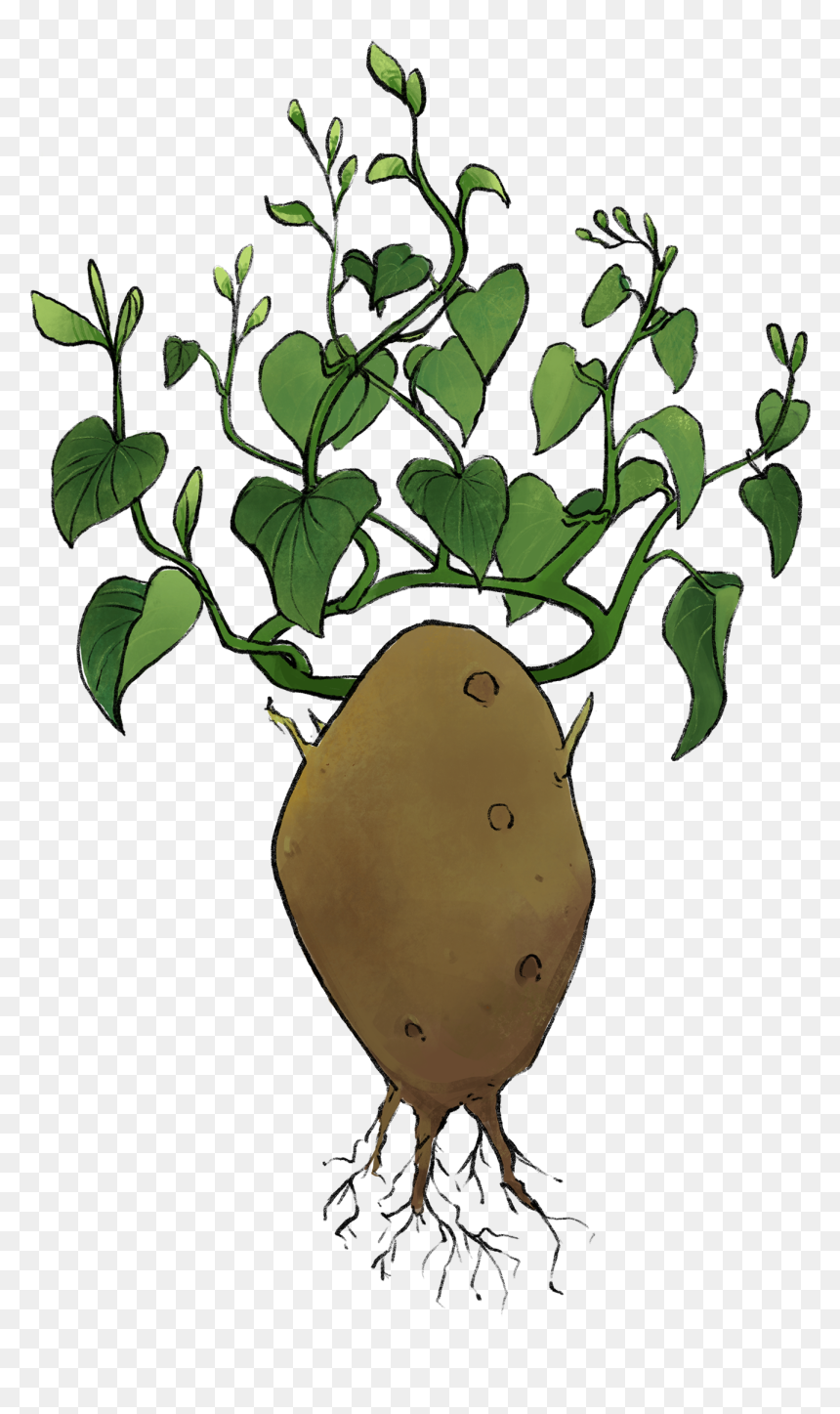 Illustration Of A Potato With A Leaf Crown, HD Png Download - leaf crown png