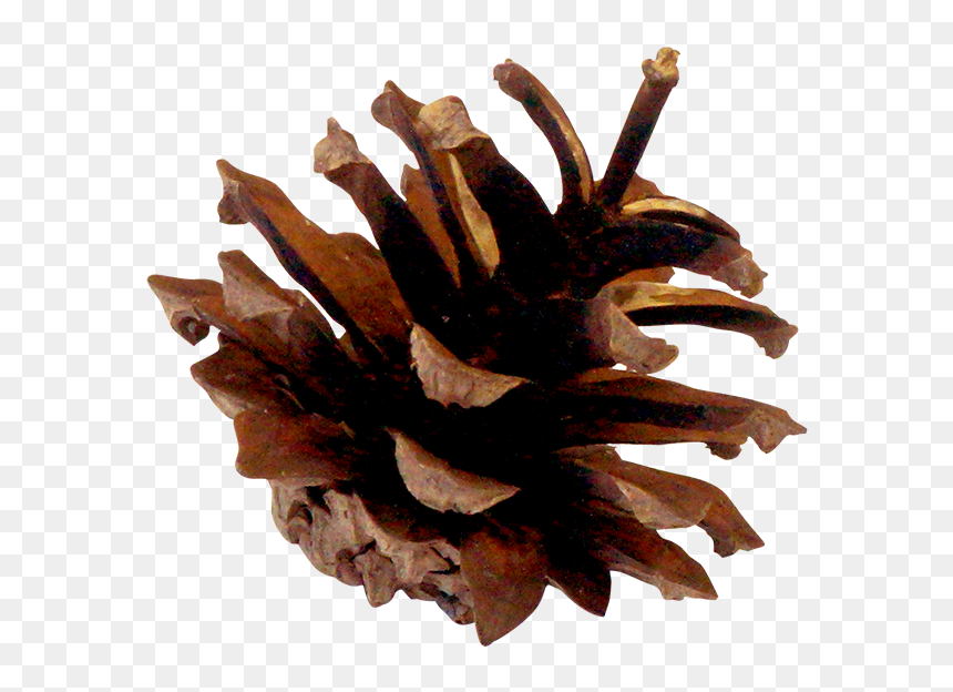 Transparent Pinecone Png - Lodgepole Pine, Png Download - pinecone png