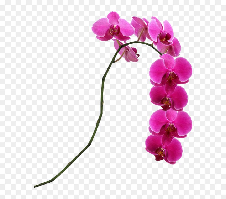 Pink Flower Singapore Moth Slipper Lady"s Orchids Clipart - Pink Orchid Png, Transparent Png - orchids png