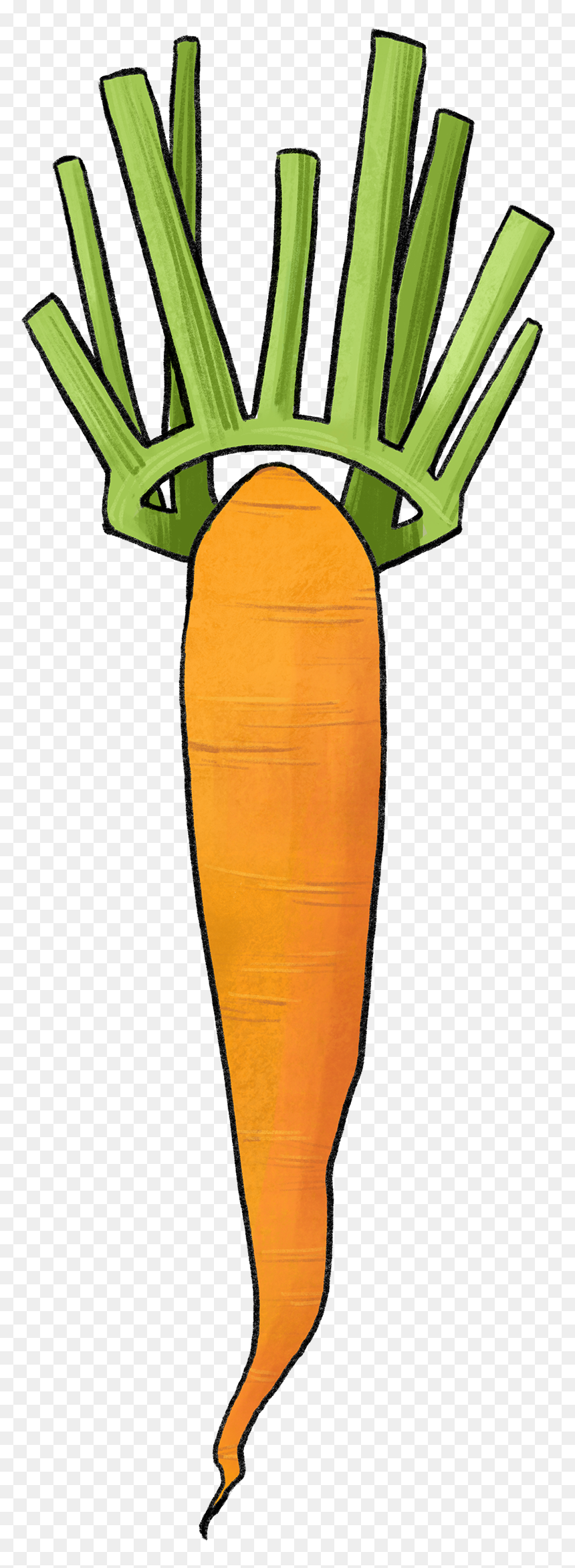 Illustration Of A Carrot With A Leaf Crown - Carrot Crown, HD Png Download - leaf crown png