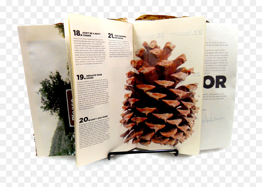 Pinecone Png, Transparent Png - pinecone png