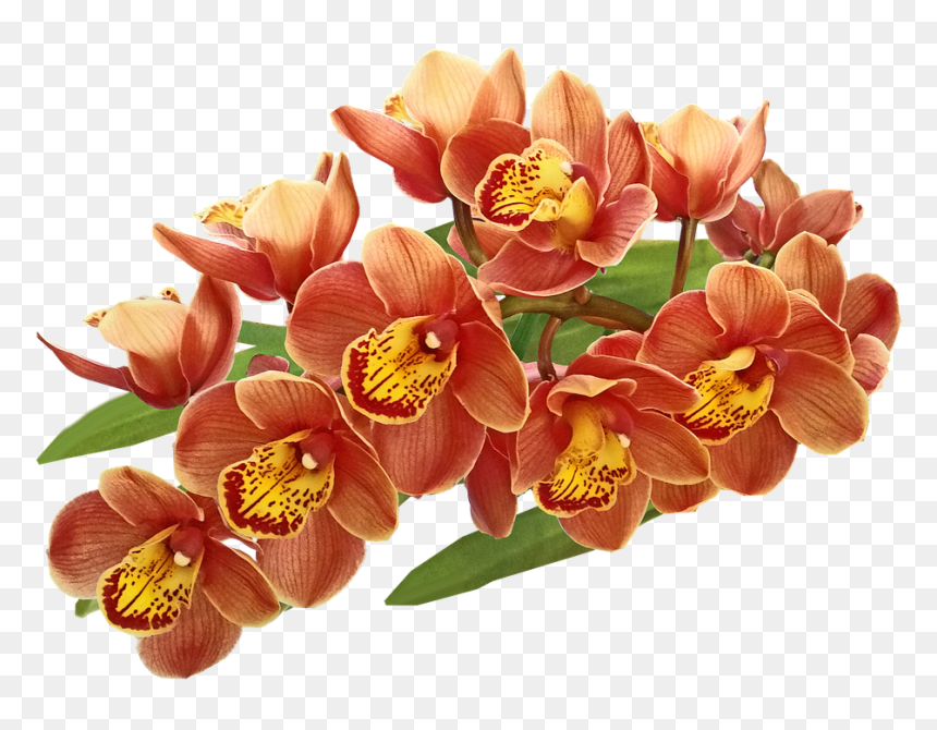 Orchids Of The Philippines, HD Png Download - orchids png