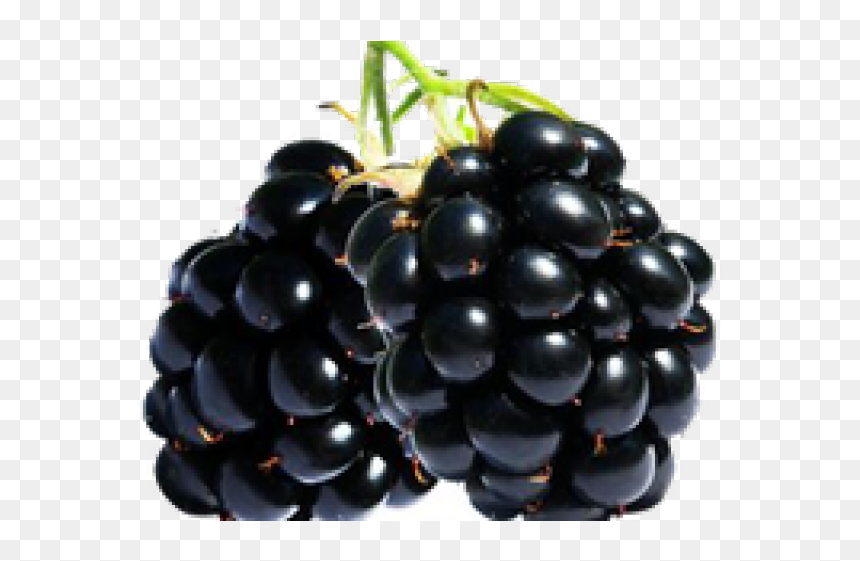 Blackberry Fruit Png Transparent Images - Zarzamora Png, Png Download - blackberry png
