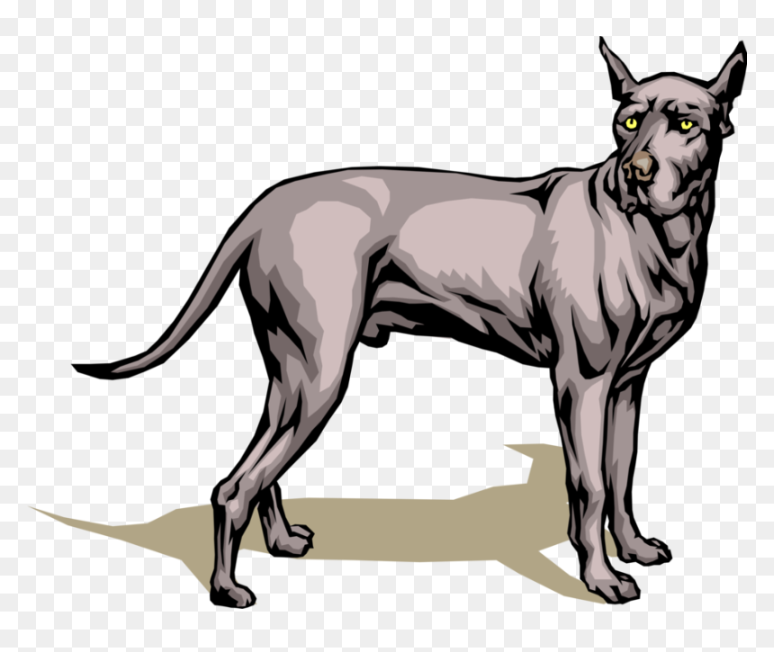 Vector Illustration Of Great Dane Dog Turns Its Head - Transparent Great Dane Clipart, HD Png Download - dog vector png