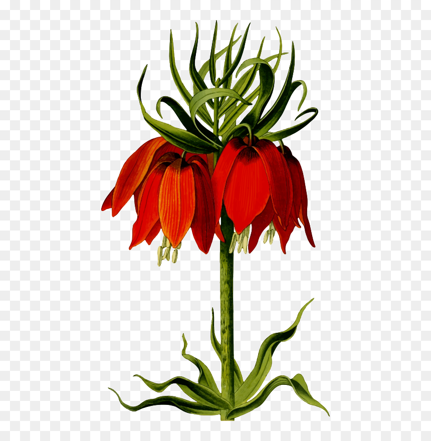 Crown Imperial - Fritillaria Png, Transparent Png - leaf crown png