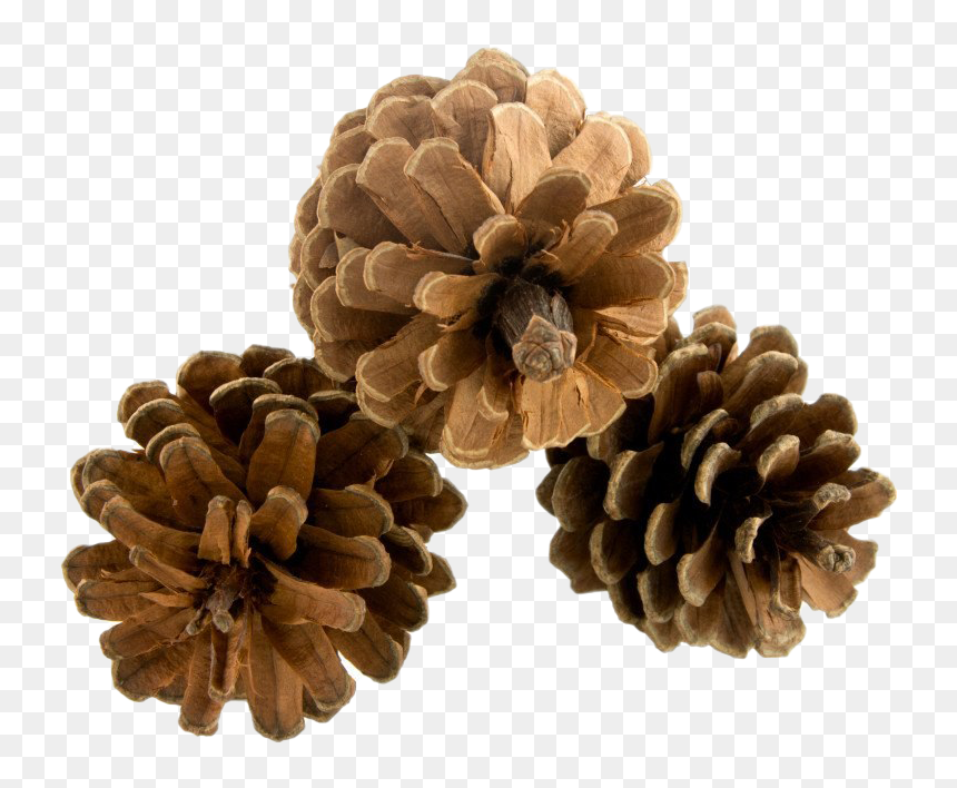 Pinecone Png Hd - Lodgepole Pine, Transparent Png - pinecone png