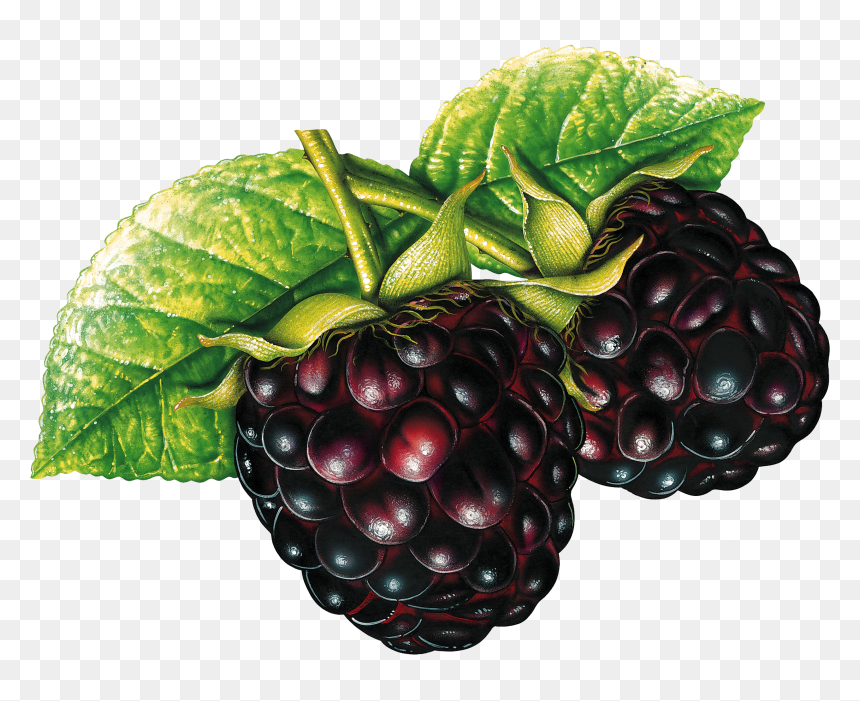 Grab And Download Blackberry Icon Png - Berries Png, Transparent Png - blackberry png