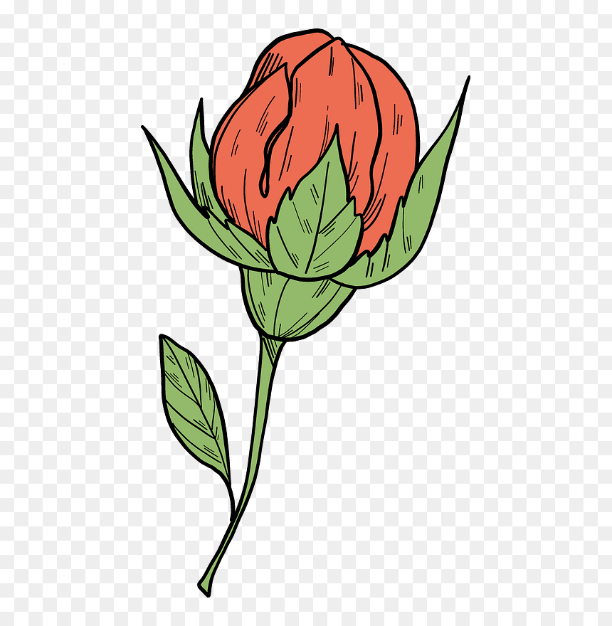 Rose Bud Clipart - Garden Roses, HD Png Download - rose bud png