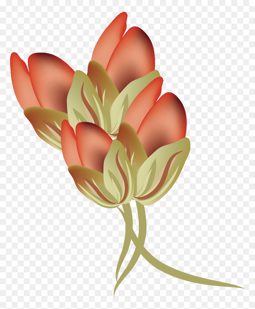 Vector Rose Bud 792*964 Transprent Png Free Download - Fire Lily, Transparent Png - rose bud png