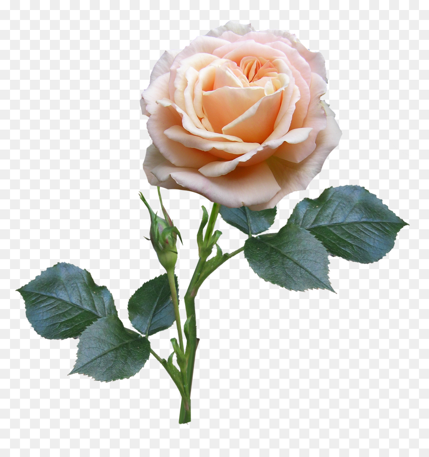 Rose Stem And Leaves, HD Png Download - rose bud png