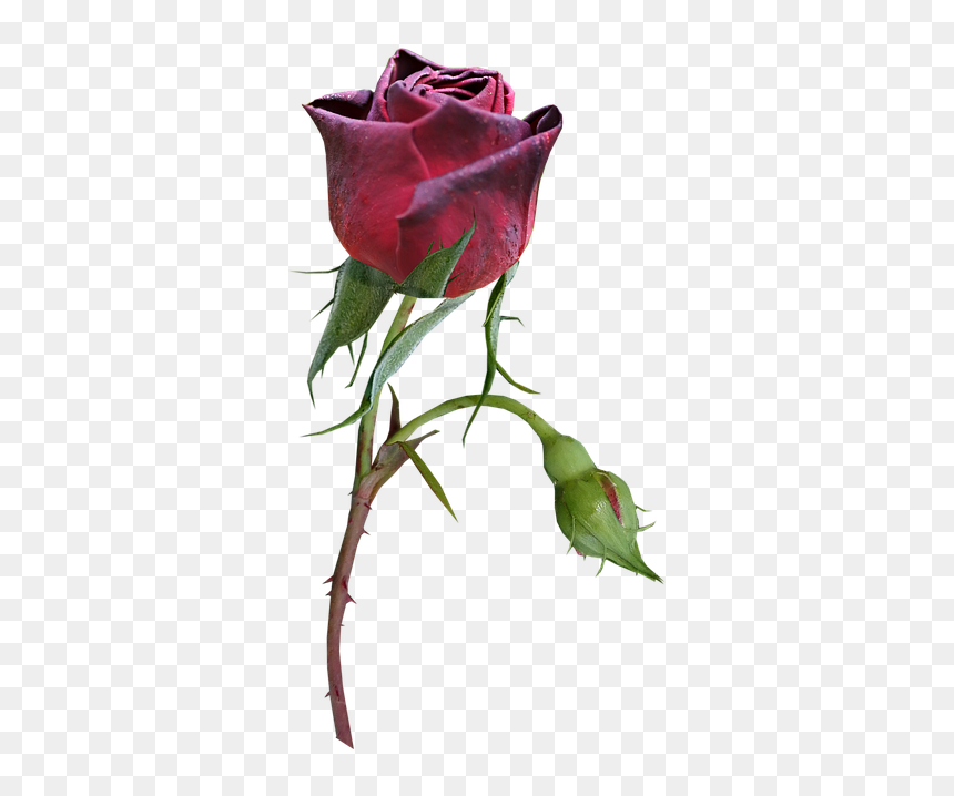 Garden Roses, HD Png Download - rose bud png