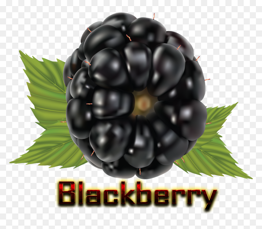 Blackberry Png Hd - Blackberry, Transparent Png - blackberry png