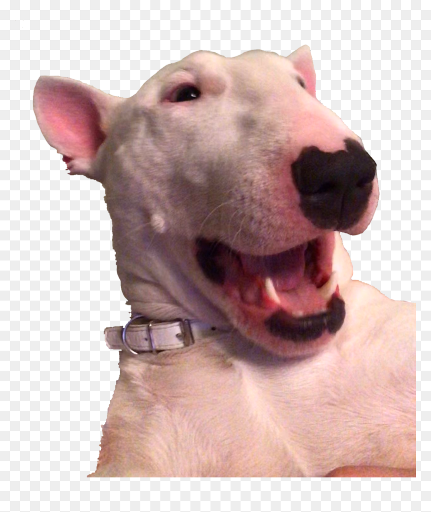 Bull Terrier (miniature), HD Png Download - pog champ png
