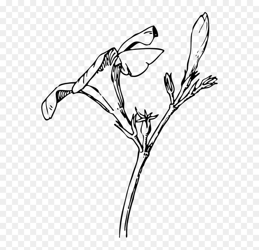 Bud Drawing Abstract - Eros Matutinus, HD Png Download - rose bud png
